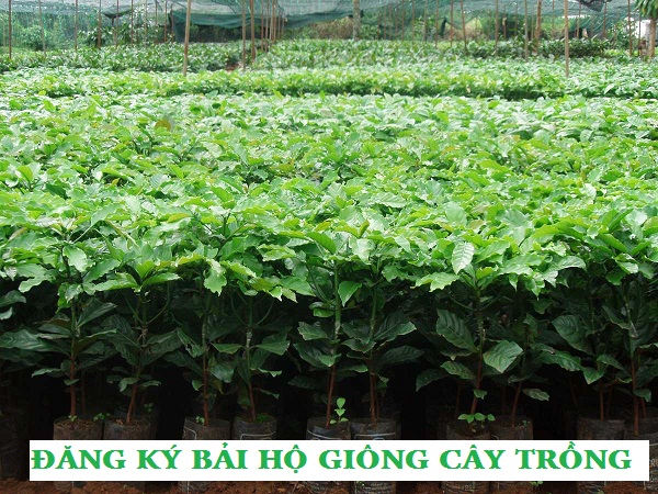 Đăng ký bảo hộ giống cây trồng tại Thành phố Hồ Chí Minh